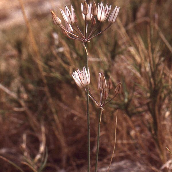 Allium moschatum ᱮᱴᱟᱜ