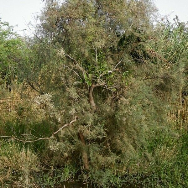 Tamarix senegalensis Hábitos