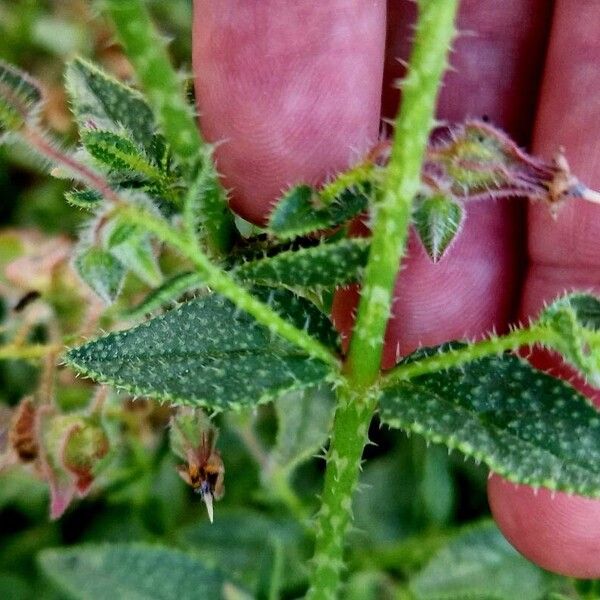 Trichodesma africanum Leaf