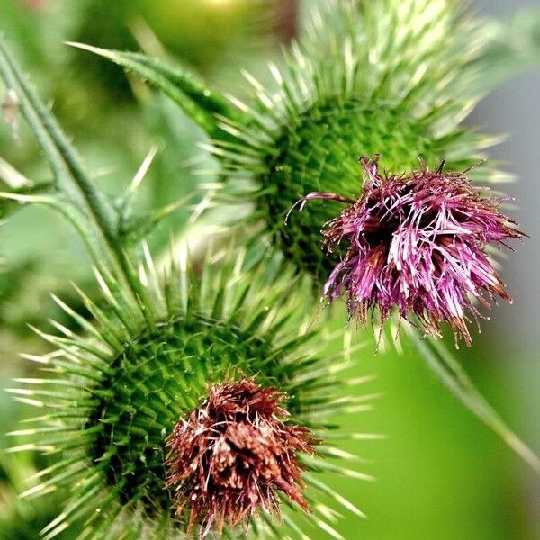 Cirsium vulgare Λουλούδι