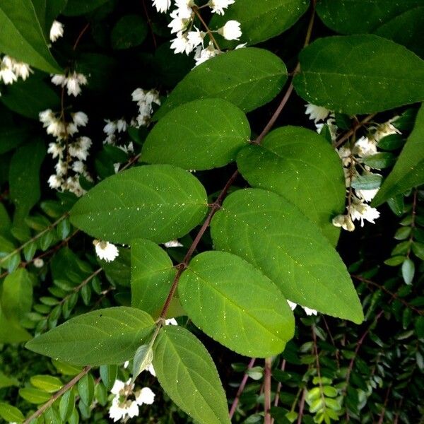 Deutzia scabra List