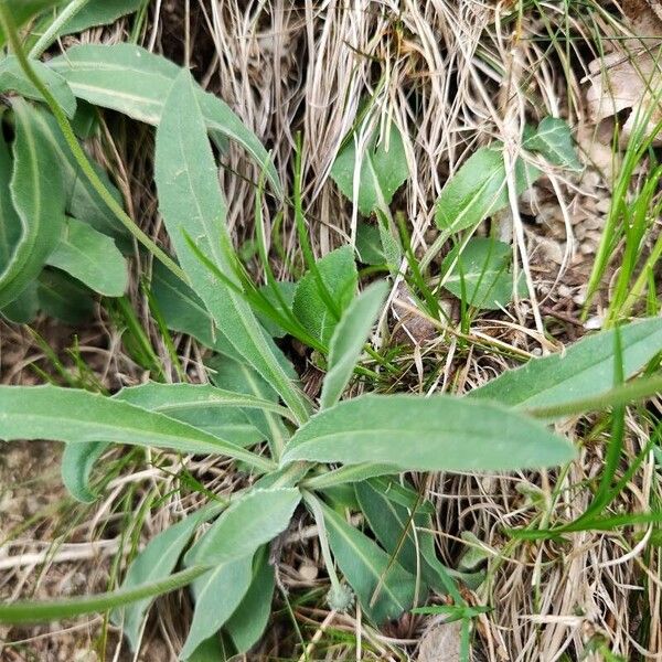 Leontodon incanus Leaf