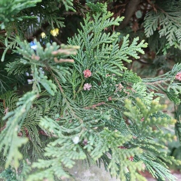 Chamaecyparis lawsoniana Blatt