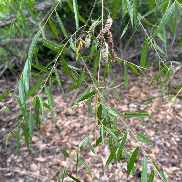 Salix nigra Yaprak