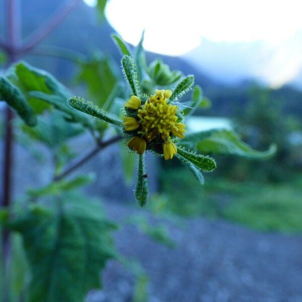 Sigesbeckia orientalis Квітка