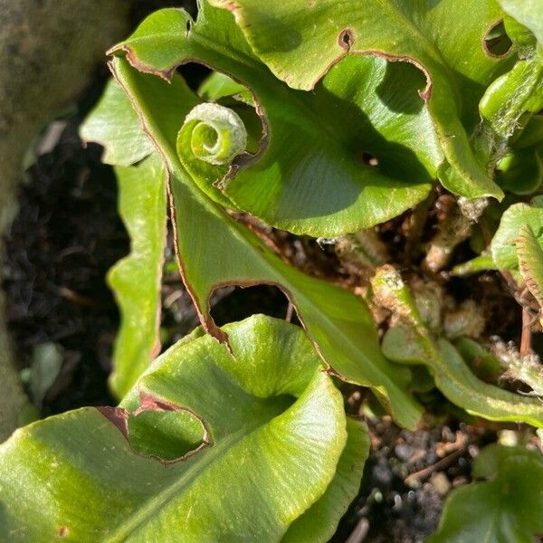 Asplenium scolopendrium Folla