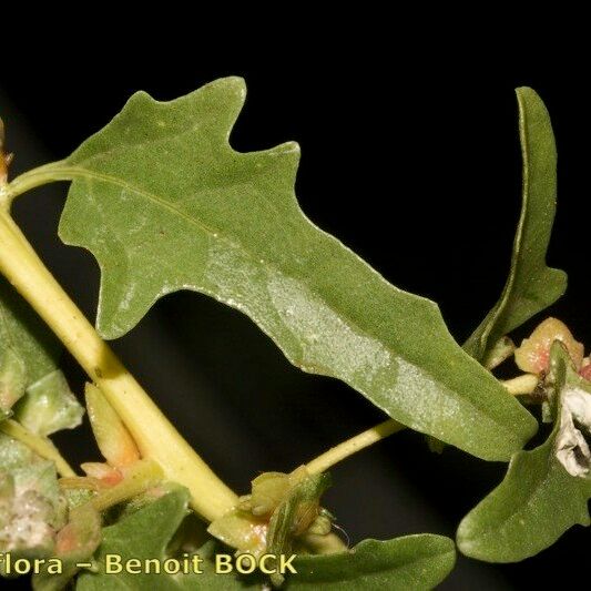 Atriplex tatarica Žievė