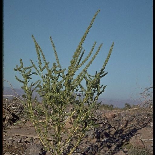 Amaranthus palmeri Habitus