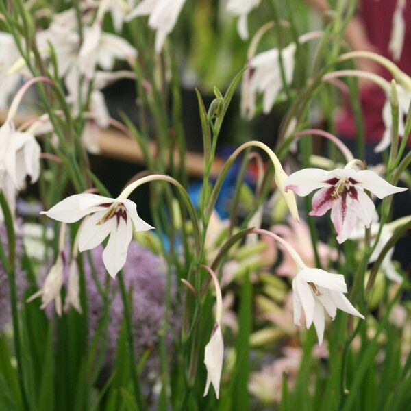 Gladiolus murielae 花