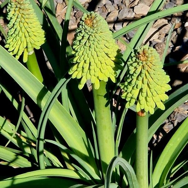 Kniphofia uvaria Virág