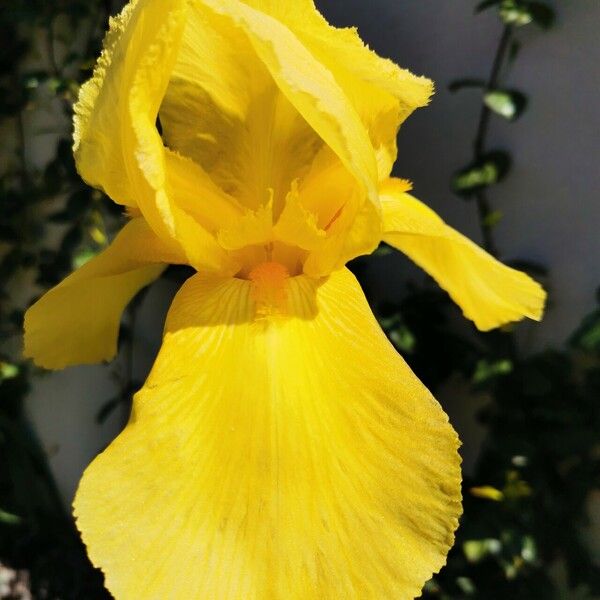 Iris barbatula Flower