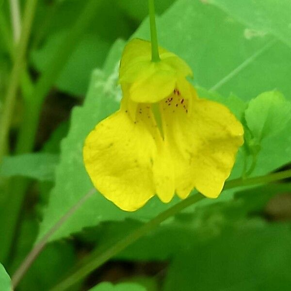 Impatiens noli-tangere Flower