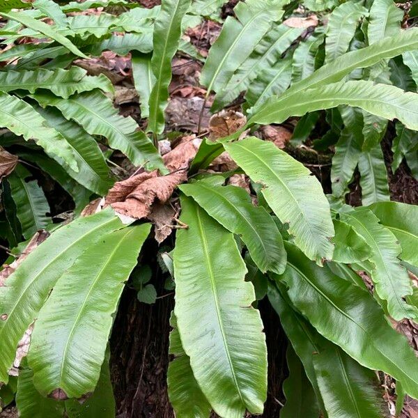 Asplenium scolopendrium Yaprak