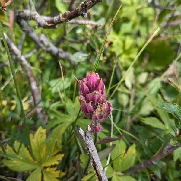 Castilleja parviflora 花