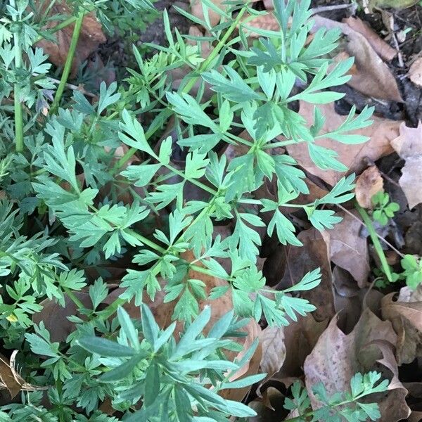 Oenanthe globulosa Leaf