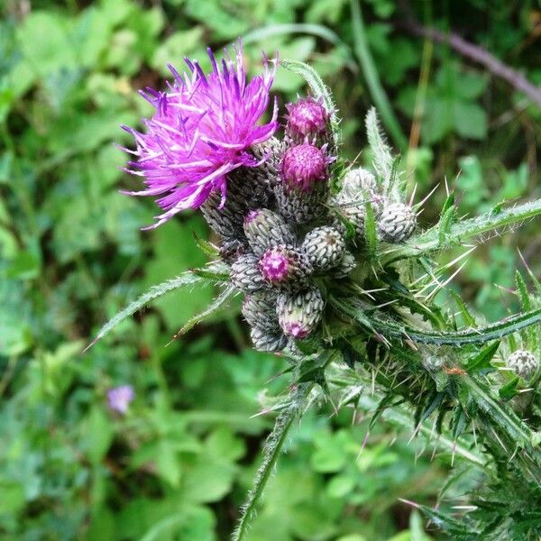 Cirsium palustre Flower