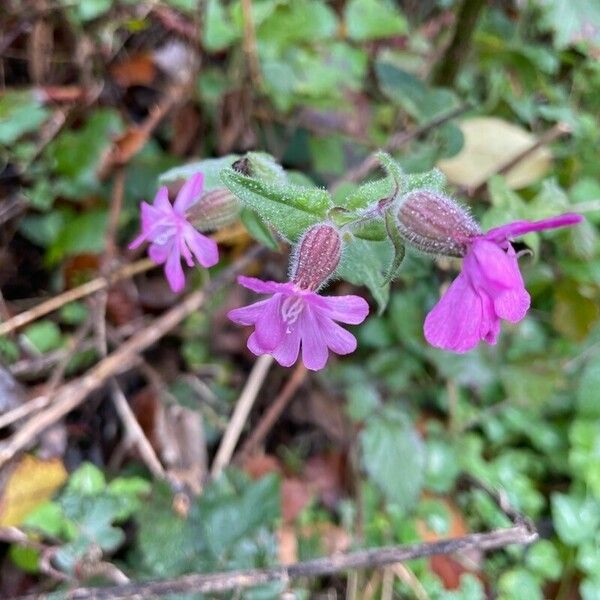 Silene dioica 花