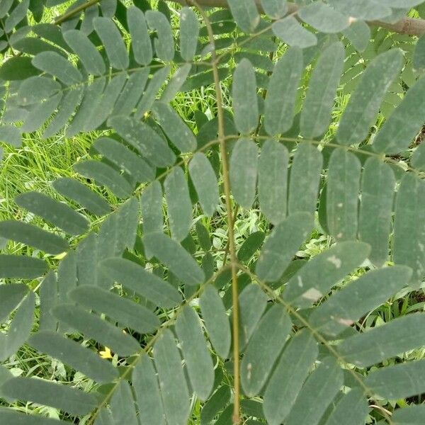 Albizia lebbeck Levél