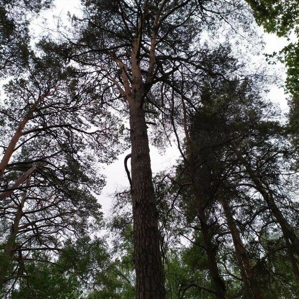 Pinus sylvestris Habitat