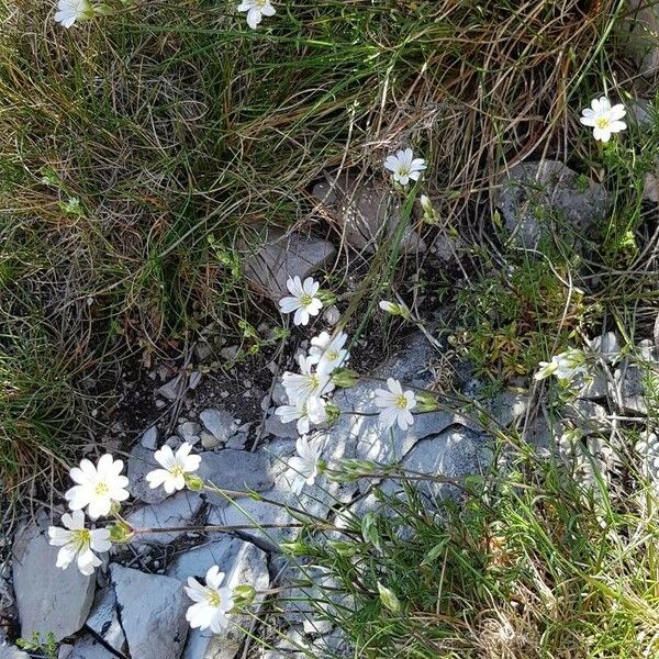 Cerastium arvense Habit