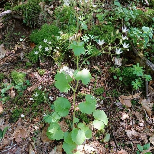 Saxifraga rotundifolia 整株植物