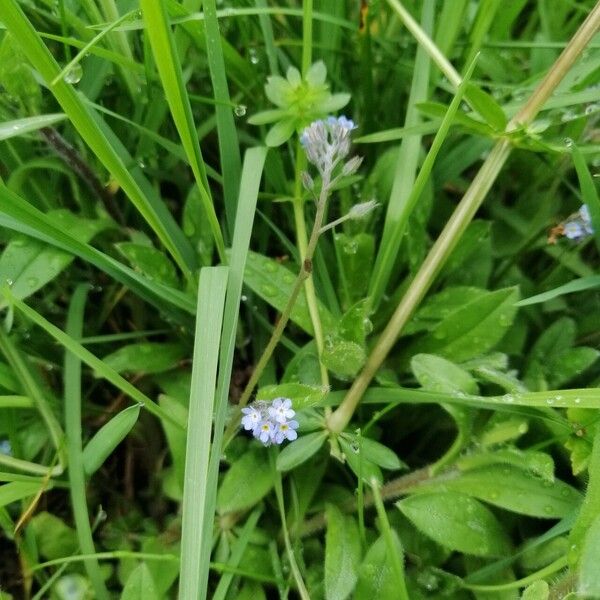 Myosotis scorpioides Kukka