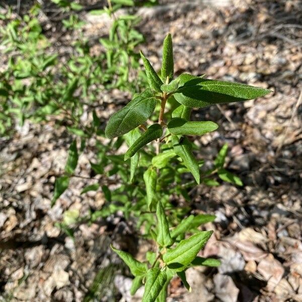 Shepherdia canadensis Ŝelo