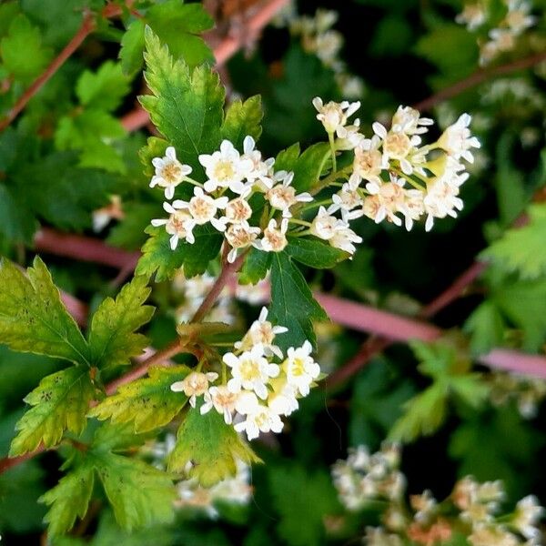 Stephanandra incisa ফুল