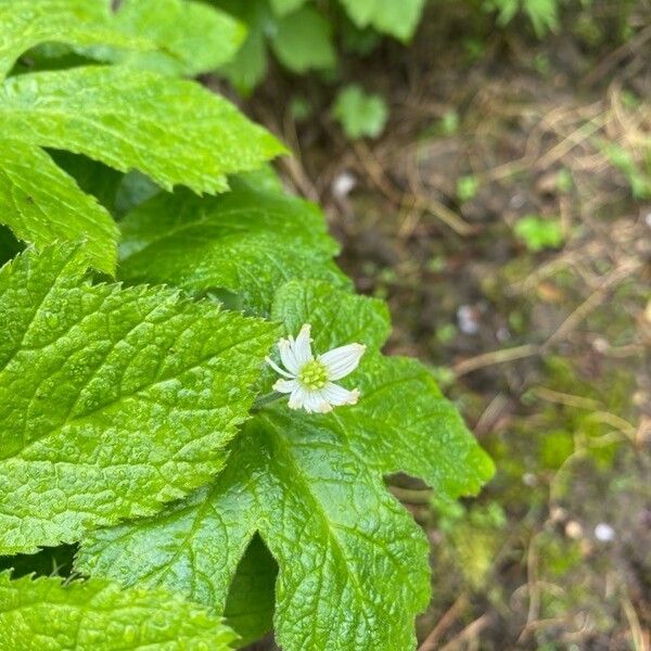 Hydrastis canadensis Fiore