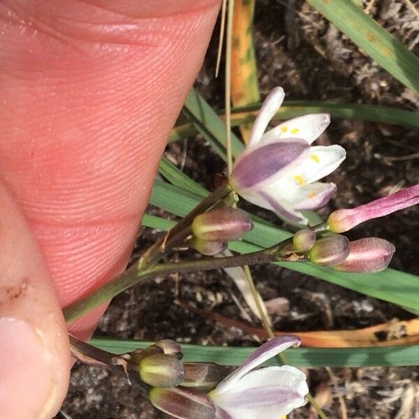 Simethis mattiazzii Flower