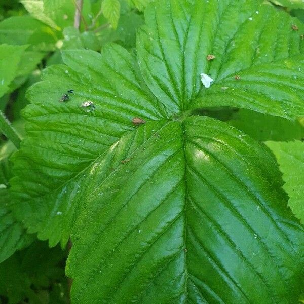 Fragaria moschata 葉