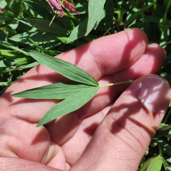 Trifolium alpinum Liść