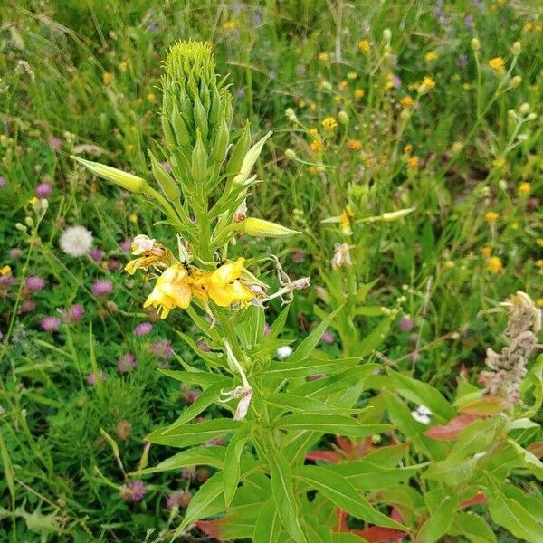 Oenothera grandiflora পাতা