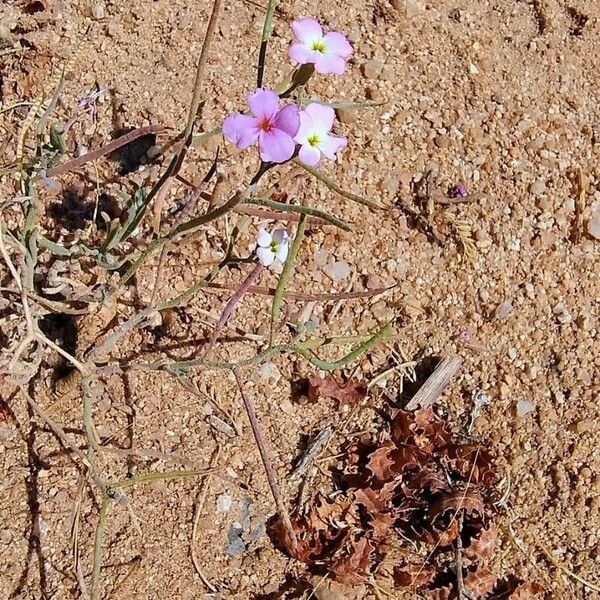 Marcus-kochia triloba Flor