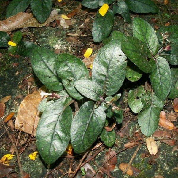 Strobilanthes reptans Характер