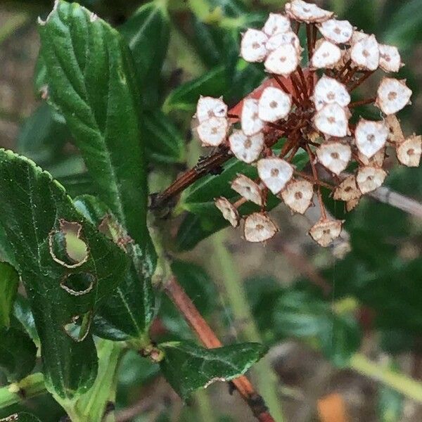 Ceanothus thyrsiflorus 花