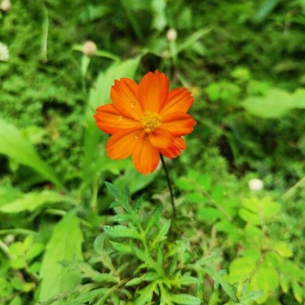 Cosmos sulphureus 花