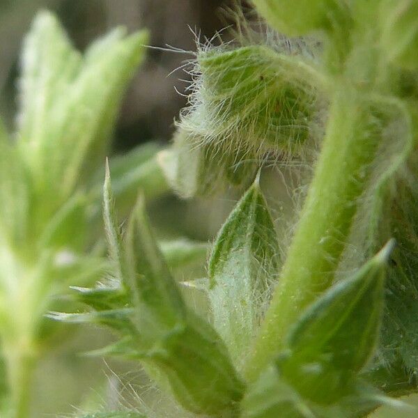 Sideritis romana 葉