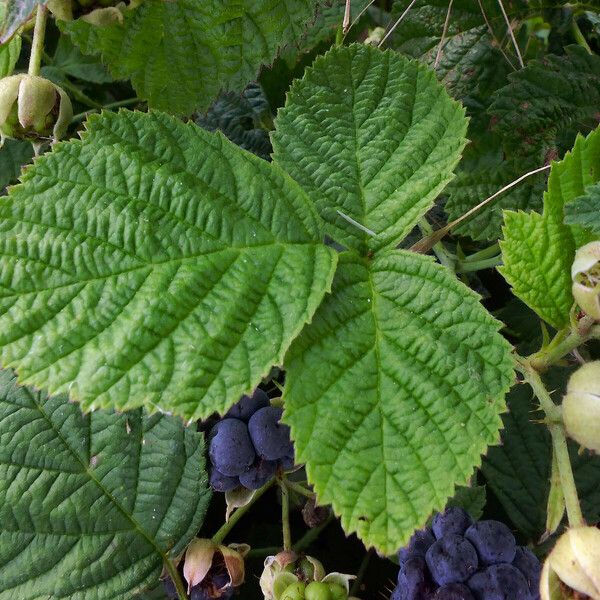 Rubus caesius Foglia