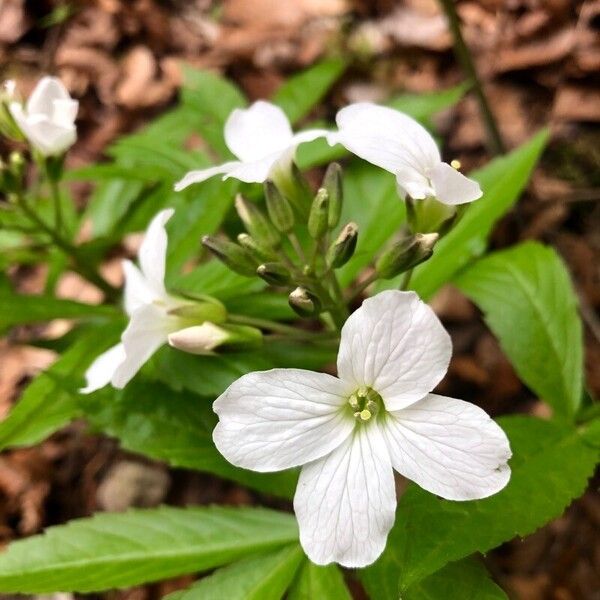 Cardamine heptaphylla Кветка