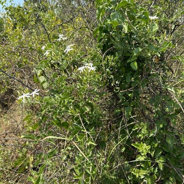 Jasminum fluminense Plante entière