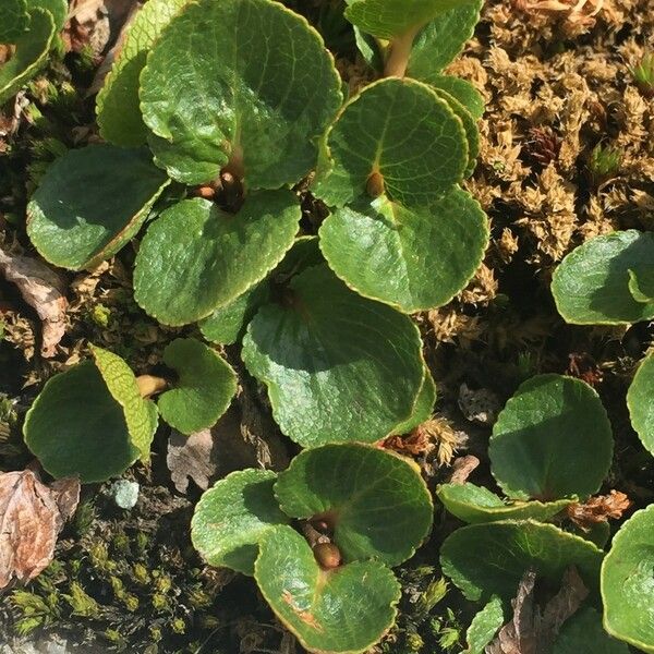 Salix herbacea Habit