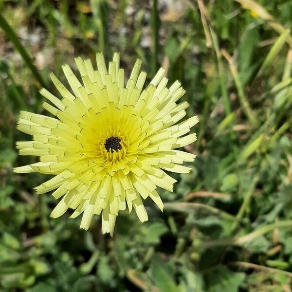 Urospermum dalechampii Цвят