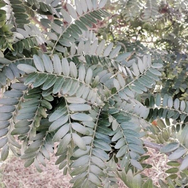 Gleditsia triacanthos Fuelha