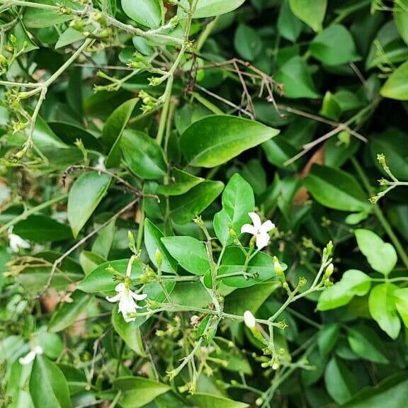 Jasminum fluminense Leaf