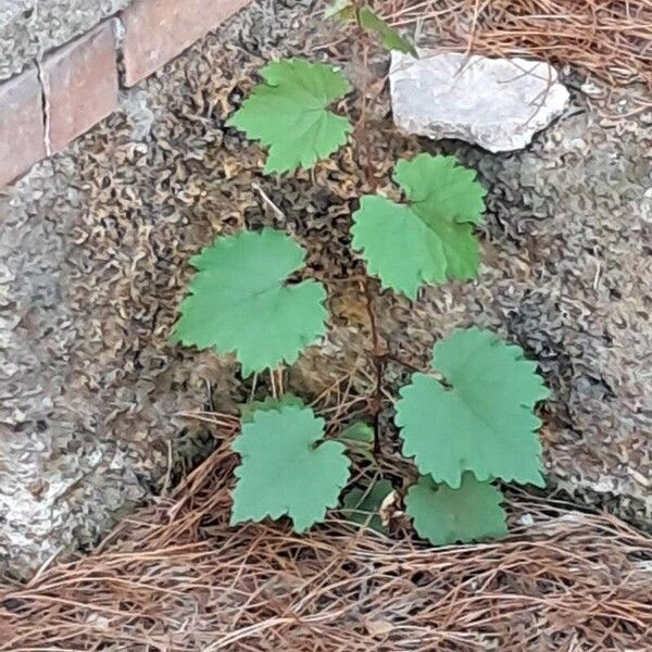 Vitis rotundifolia ᱥᱟᱠᱟᱢ