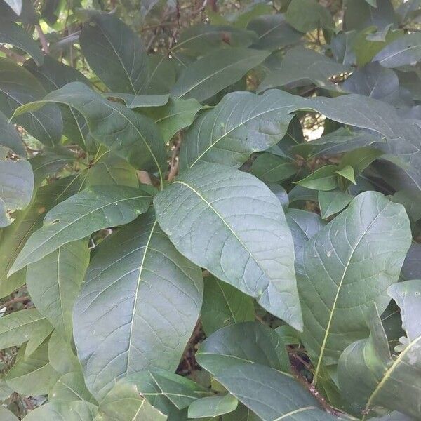 Chionanthus virginicus Leaf