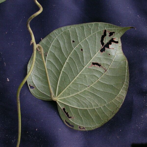 Dioscorea pubera Hábito