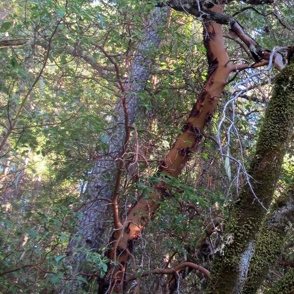 Arbutus menziesii Elinympäristö