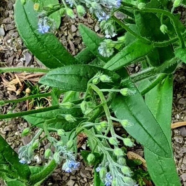 Myosotis arvensis পাতা